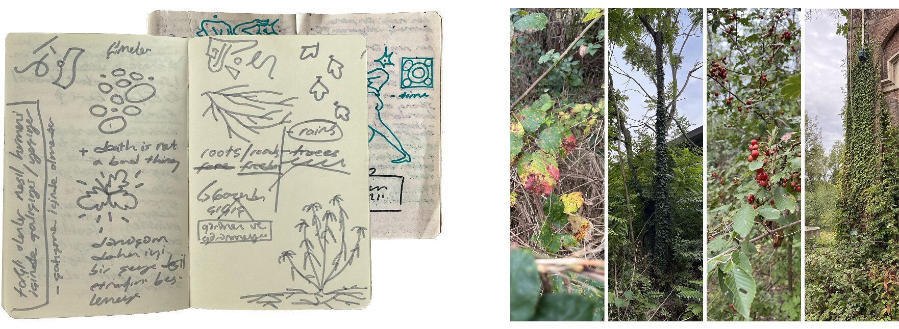 Field sketchbook and photos of moss, bark, and forest textures from La Goccia forest